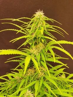 Coco Mango Auto - 6-pack - Feminised - Staff Selects 8 Coco Mango Auto - 6-pack - Feminised - Staff Selects -Uitgelichte Plantenzaadwinkel coco mango 3