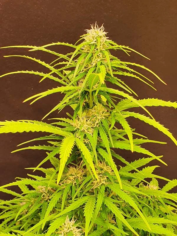 Coco Mango Auto - 6-pack - Feminised - Staff Selects 5 Coco Mango Auto - 6-pack - Feminised - Staff Selects - Afbeelding 3