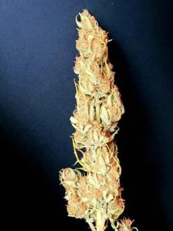 Coco Mango Auto - 6-pack - Feminised - Staff Selects 9 Coco Mango Auto - 6-pack - Feminised - Staff Selects -Uitgelichte Plantenzaadwinkel coco mango 4