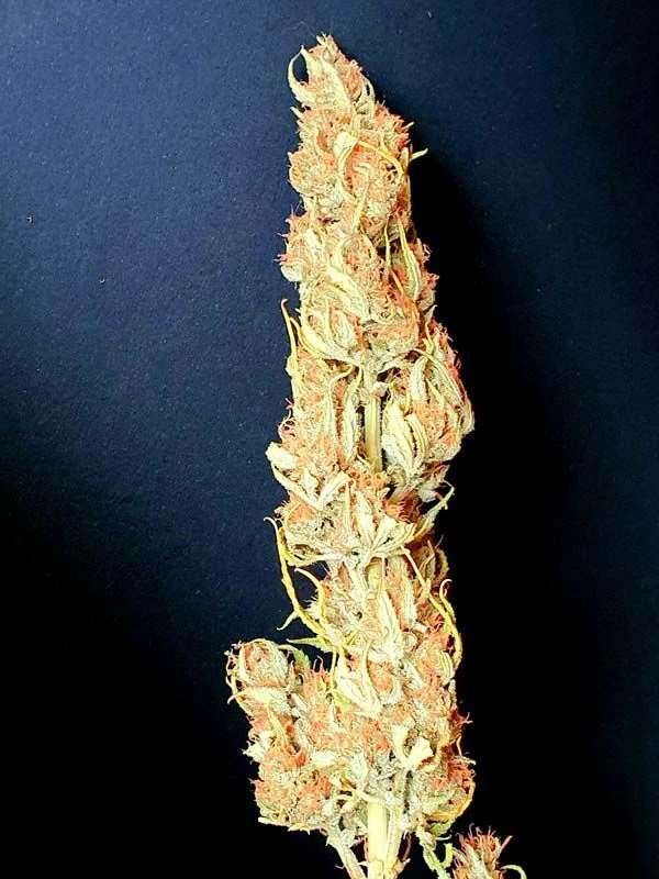 Coco Mango Auto - 6-pack - Feminised - Staff Selects 6 Coco Mango Auto - 6-pack - Feminised - Staff Selects - Afbeelding 4