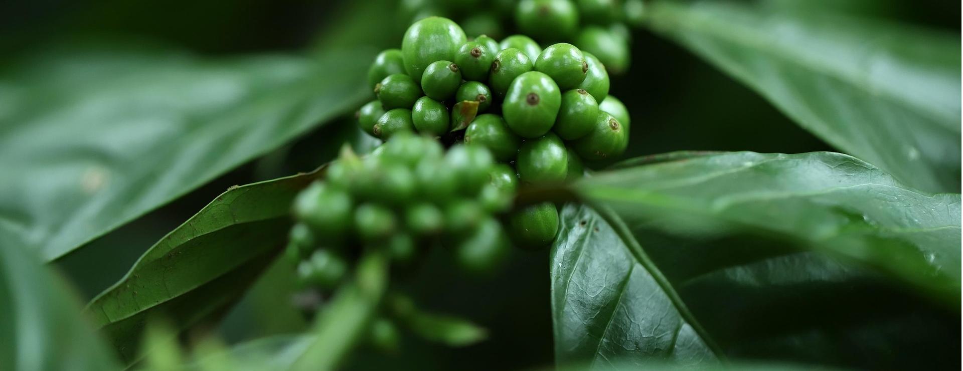 Uitgelichte Plantenzaadwinkel -Uitgelichte Plantenzaadwinkel coffee 6350849 1920