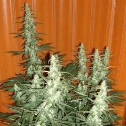 Cole Train - Feminised - Reserva Privada