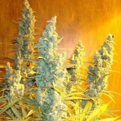 Cole Train - Feminised - Reserva Privada -Uitgelichte Plantenzaadwinkel coletrain21 grande