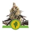 Cookies Gelato Automatic - Feminised - Royal Queen Seeds -Uitgelichte Plantenzaadwinkel cookies gelato automatic