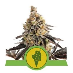 Cookies Gelato Automatic - Feminised - Royal Queen Seeds
