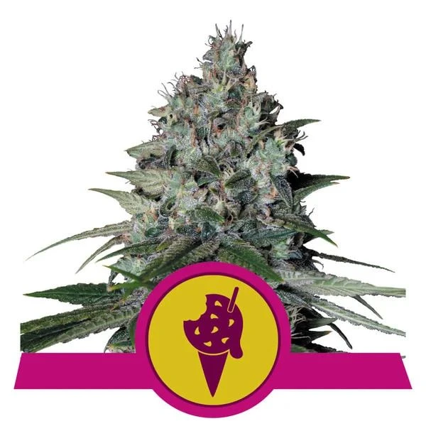 Cookies Gelato - 5-pack - Feminised - Royal Queen Seeds 3 Cookies Gelato - 5-pack - Feminised - Royal Queen Seeds
