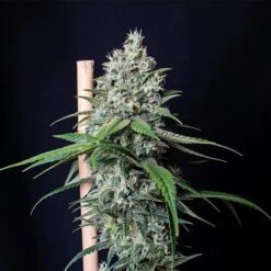 Cookies Gelato - 5-pack - Feminised - Royal Queen Seeds 7 Cookies Gelato - 5-pack - Feminised - Royal Queen Seeds -Uitgelichte Plantenzaadwinkel cookies gelato 1