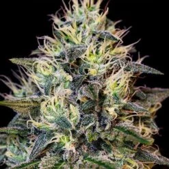 Cookies Gelato - 3-pack - Feminised - Royal Queen Seeds -Uitgelichte Plantenzaadwinkel cookies gelato 1 1