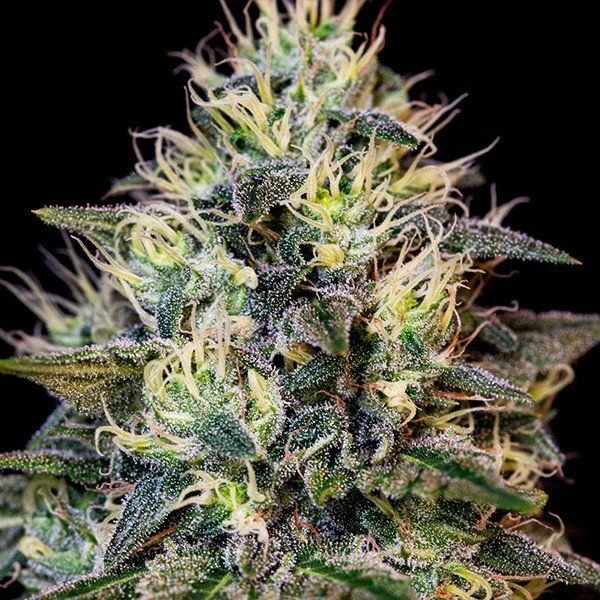 Cookies Gelato - 5-pack - Feminised - Royal Queen Seeds 5 Cookies Gelato - 5-pack - Feminised - Royal Queen Seeds - Afbeelding 3