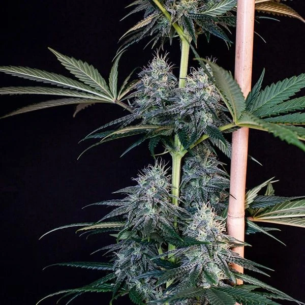 Cookies Gelato - 5-pack - Feminised - Royal Queen Seeds 6 Cookies Gelato - 5-pack - Feminised - Royal Queen Seeds - Afbeelding 4