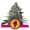 Cookies Gelato - 3-pack - Feminised - Royal Queen Seeds -Uitgelichte Plantenzaadwinkel cookies gelato 3