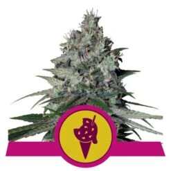 Cookies Gelato - 3-pack - Feminised - Royal Queen Seeds