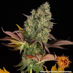 Cookies Kush Auto - 5-pack - Feminised - Barney's Farm 9 Cookies Kush Auto - 5-pack - Feminised - Barney's Farm -Uitgelichte Plantenzaadwinkel cookies kush auto 2 764881