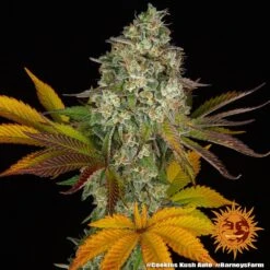Cookies Kush Auto - 5-pack - Feminised - Barney's Farm 10 Cookies Kush Auto - 5-pack - Feminised - Barney's Farm -Uitgelichte Plantenzaadwinkel cookies kush auto 3 764882