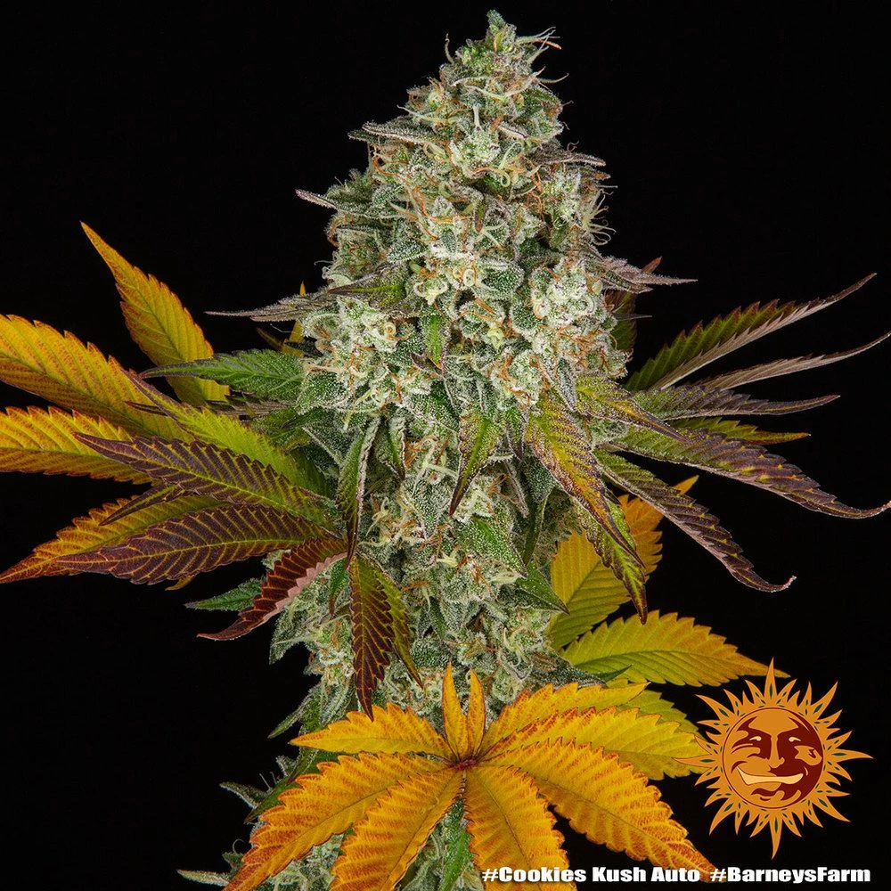 Cookies Kush Auto - 5-pack - Feminised - Barney's Farm 6 Cookies Kush Auto - 5-pack - Feminised - Barney's Farm - Afbeelding 4