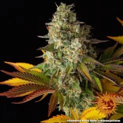 Cookies Kush Auto - 5-pack - Feminised - Barney's Farm 11 Cookies Kush Auto - 5-pack - Feminised - Barney's Farm -Uitgelichte Plantenzaadwinkel cookies kush auto 5 764883