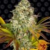 Cookies Kush Auto - 5-pack - Feminised - Barney's Farm -Uitgelichte Plantenzaadwinkel cookies kush auto circle new 21 765227