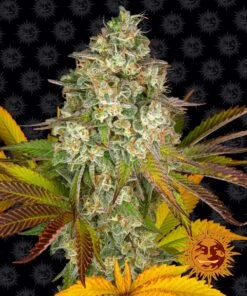 Cookies Kush Auto - 5-pack - Feminised - Barney's Farm