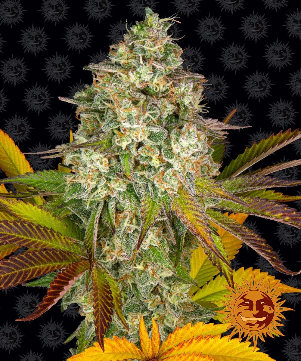 Cookies Kush Auto - 5-pack - Feminised - Barney's Farm 3 Cookies Kush Auto - 5-pack - Feminised - Barney's Farm