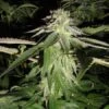 Corleone Kush - Feminised - Cali Connection -Uitgelichte Plantenzaadwinkel corleone kush large