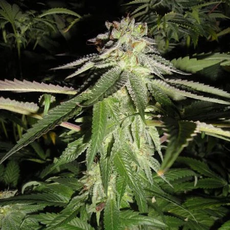 Corleone Kush - Feminised - Cali Connection 3 Corleone Kush - Feminised - Cali Connection