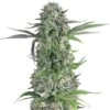 Cream Brulee - 5-pack - Feminised - Hypno Seeds 2 Cream Brulee - 5-pack - Feminised - Hypno Seeds -Uitgelichte Plantenzaadwinkel cream brulee 1 2