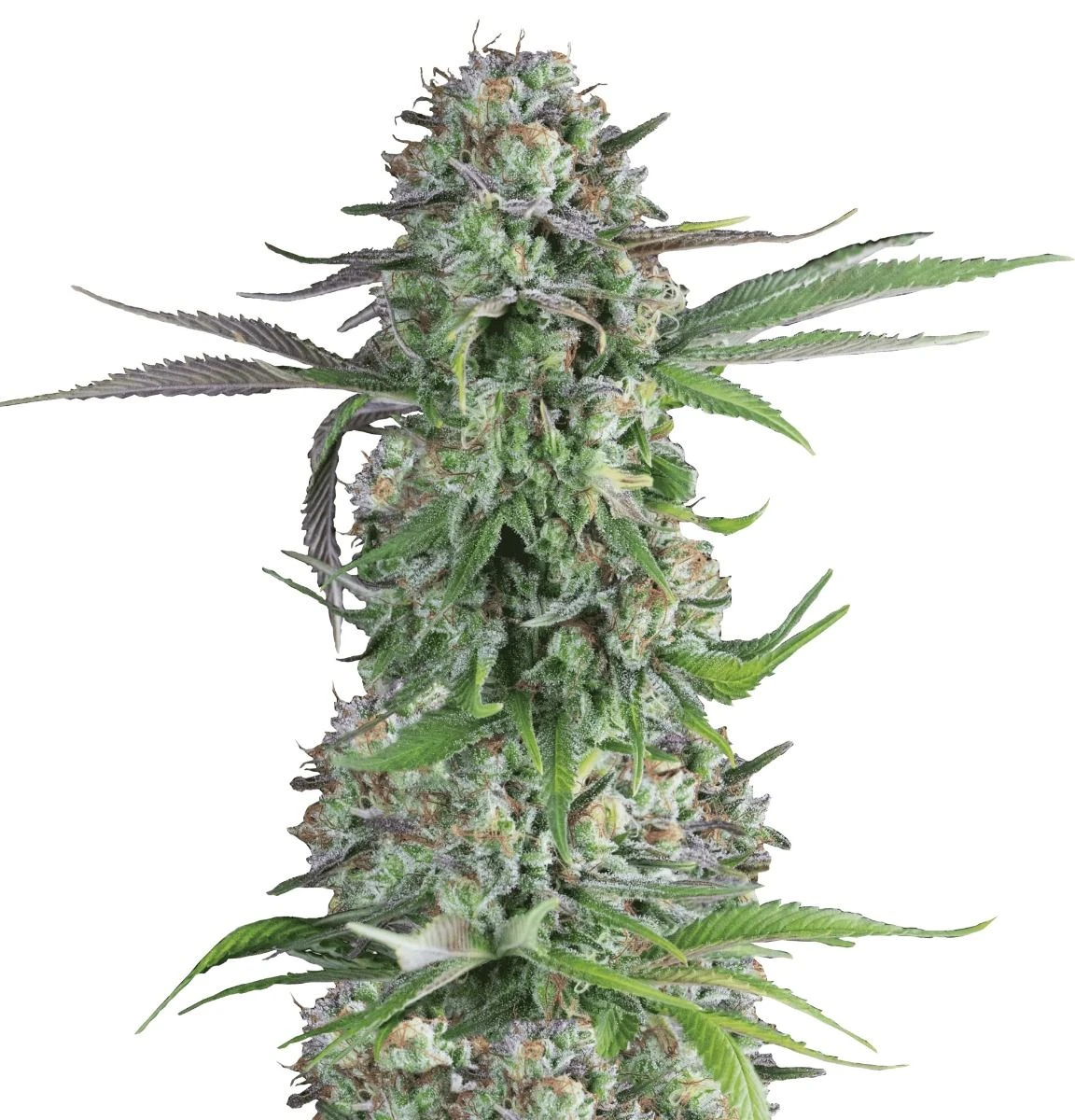 Cream Brulee - 5-pack - Feminised - Hypno Seeds 3 Cream Brulee - 5-pack - Feminised - Hypno Seeds