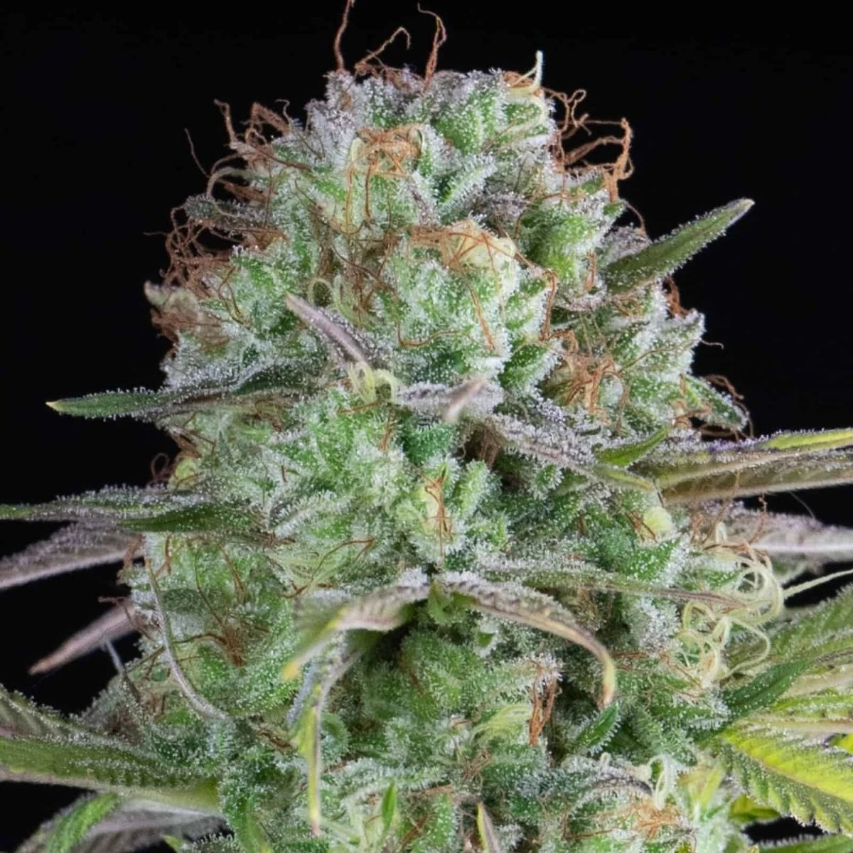 Cream Brulee - 5-pack - Feminised - Hypno Seeds 5 Cream Brulee - 5-pack - Feminised - Hypno Seeds - Afbeelding 3