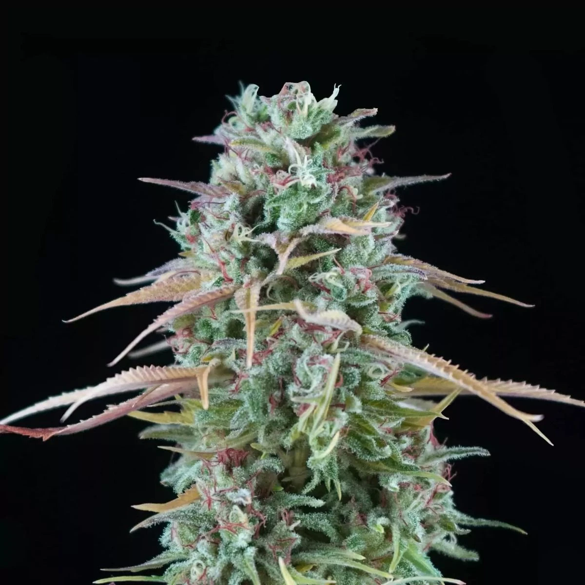 Cream Brulee - 5-pack - Feminised - Hypno Seeds 4 Cream Brulee - 5-pack - Feminised - Hypno Seeds - Afbeelding 2