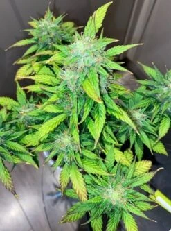 Mandarine Cream Autoflower - 5-pack - Feminised - Pure Instinto Seeds -Uitgelichte Plantenzaadwinkel cream mandarine 2
