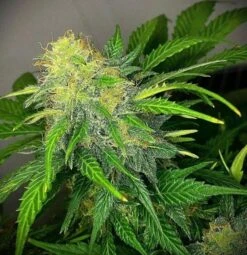 Mandarine Cream Autoflower - 5-pack - Feminised - Pure Instinto Seeds -Uitgelichte Plantenzaadwinkel cream mandarine 4