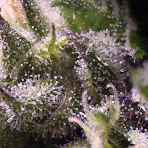 Cream Caramel Auto - Feminised - Sweet Seeds 3 Cream Caramel Auto - Feminised - Sweet Seeds