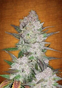 Cream Cookies Auto - 5PACK - Feminised - Fast Buds Seeds