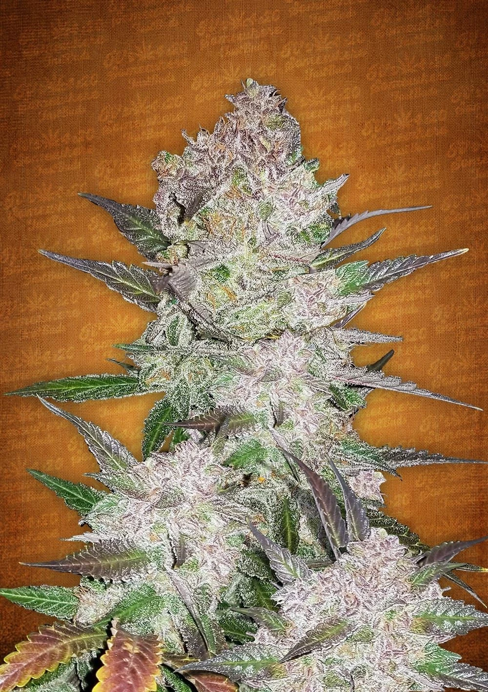 Cream Cookies Auto - 5PACK - Feminised - Fast Buds Seeds 3 Cream Cookies Auto - 5PACK - Feminised - Fast Buds Seeds