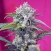 Cream Mandarine Auto - Feminised - Sweet Seeds