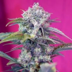 Cream Mandarine Auto - Feminised - Sweet Seeds