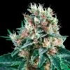 Royal Creamatic - Feminised - Royal Queen Seeds -Uitgelichte Plantenzaadwinkel creamatic asc
