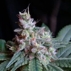 Cream Caramel - Feminised - Sweet Seeds