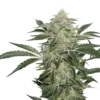 Creamy Kees - 12-pack - Regular - Super Sativa Seed Club 1 Creamy Kees - 12-pack - Regular - Super Sativa Seed Club -Uitgelichte Plantenzaadwinkel creamy kees 1 1