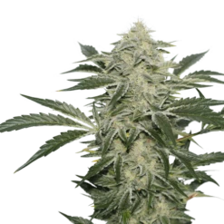 Creamy Kees - 12-pack - Regular - Super Sativa Seed Club