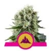 Critical Kush - 5-pack - Feminised - Royal Queen Seeds 2 Critical Kush - 5-pack - Feminised - Royal Queen Seeds -Uitgelichte Plantenzaadwinkel critical kush