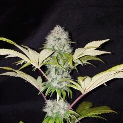 Critical Kush - 5-pack - Feminised - Royal Queen Seeds -Uitgelichte Plantenzaadwinkel critical kush 1