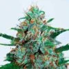 Critical Neville Haze Auto - 5-pack - Feminised - Delicious Seeds -Uitgelichte Plantenzaadwinkel critical neville haze auto