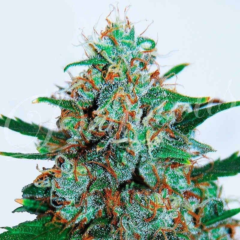 Critical Neville Haze Auto - 5-pack - Feminised - Delicious Seeds 3 Critical Neville Haze Auto - 5-pack - Feminised - Delicious Seeds