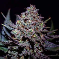 Critical Super Silver Haze - 5-pack - Feminised - Delicious Seeds -Uitgelichte Plantenzaadwinkel critical super silver haze 1