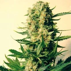 Indica Collection Pack - Feminised - Positronics -Uitgelichte Plantenzaadwinkel critical47 2