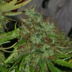 Critical Mass - Regular - Mr. Nice Seedbank 8 Critical Mass - Regular - Mr. Nice Seedbank -Uitgelichte Plantenzaadwinkel critical mass mr nice seeds