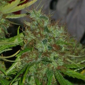 Critical Mass - Regular - Mr. Nice Seedbank 5 Critical Mass - Regular - Mr. Nice Seedbank - Afbeelding 3