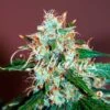 Critical Neville Haze 2.0 - 5-pack - Feminised - Delicious Seeds -Uitgelichte Plantenzaadwinkel critical neville haze