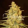 Critical Sensi Star - 5-pack - Feminised - Delicious Seeds -Uitgelichte Plantenzaadwinkel critical sensi star 3 3